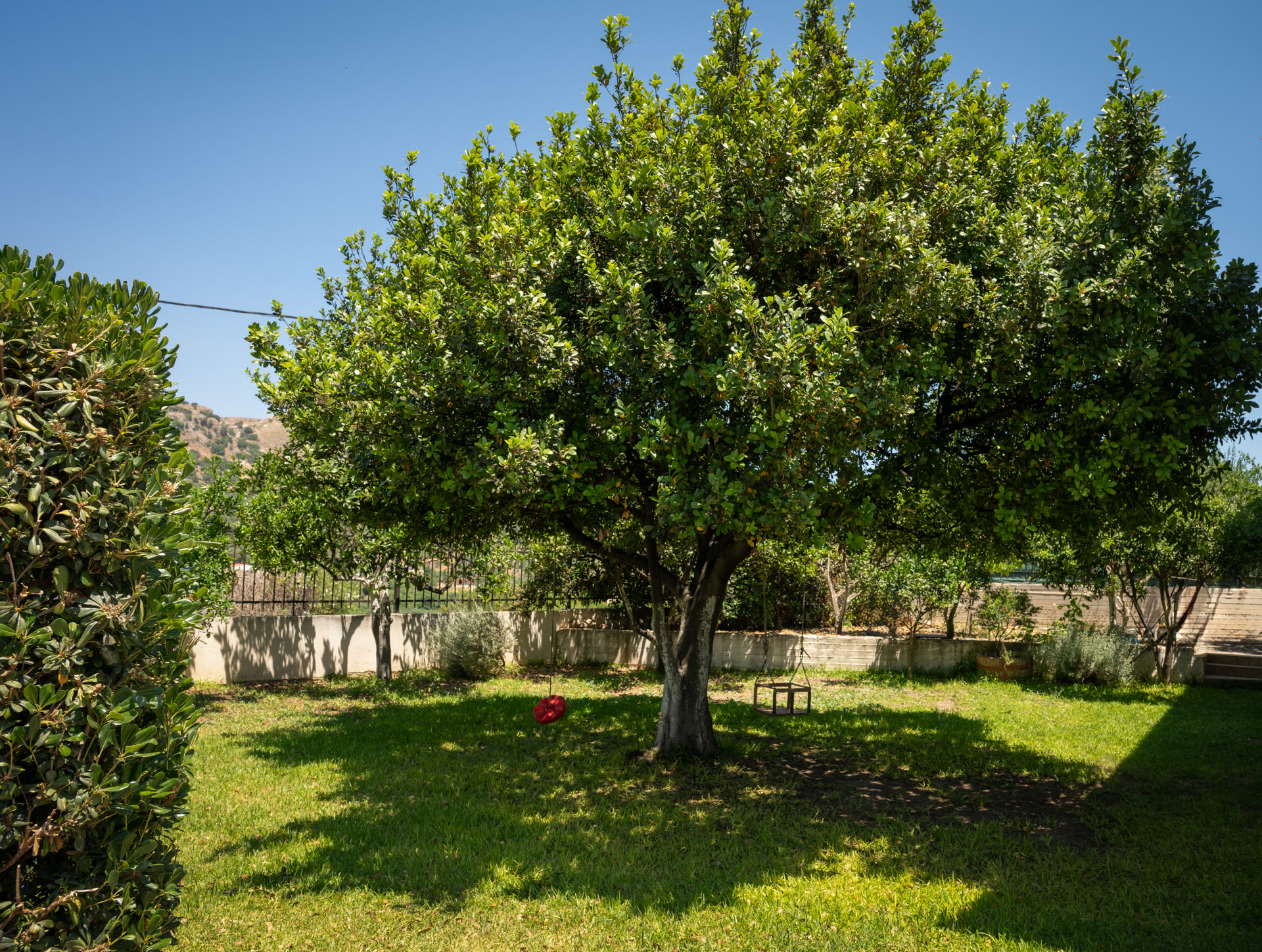 Shaded garden lawn with a mature citrus tree and boundary planting